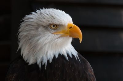 bald eagle interesting facts